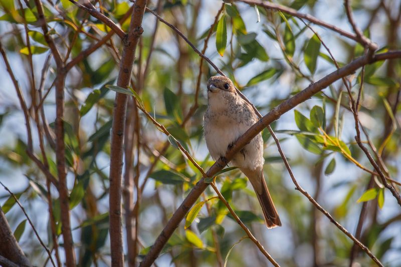 природа России, птицы России, сорокопут, жулан, жулан обыкновенный, бердвотчинг Жуланphoto preview