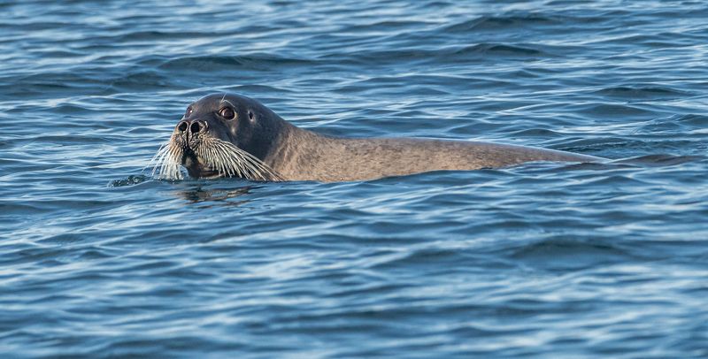 териберка, тюлень, лахтак, морской заяц Эти глаза напротив...photo preview