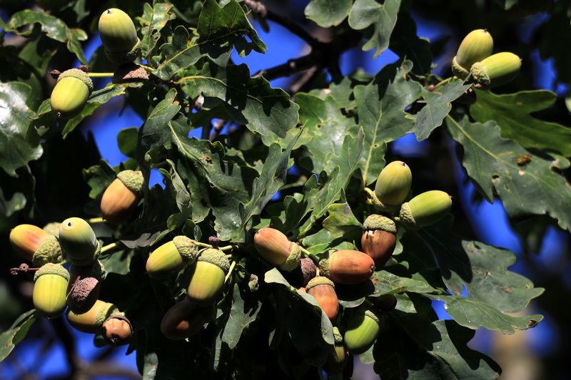 Жёлудиphoto preview