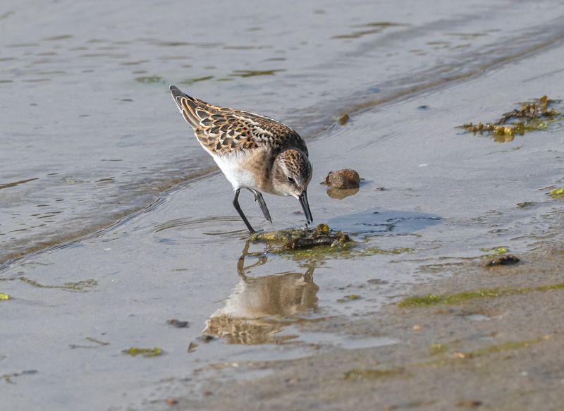 териберка, птицы, кулик-воробей Кулик-воробейphoto preview