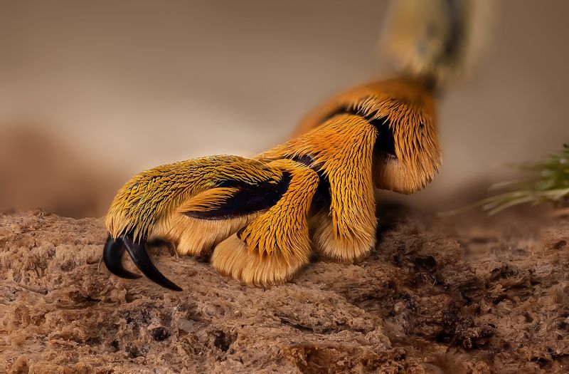 pseudolemur rufozonata, усачь Обувка фото превью