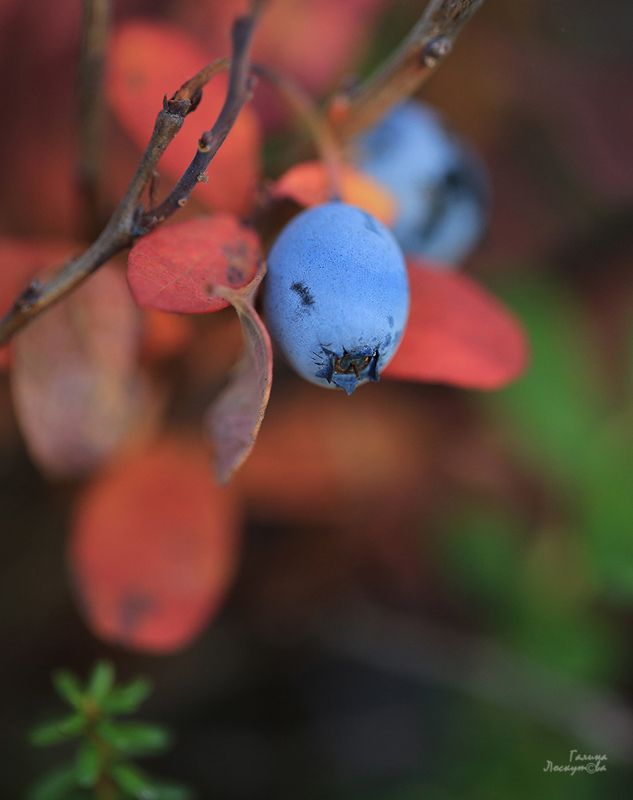 голубика, осень, ягода, листва Голубика-ягодкаphoto preview
