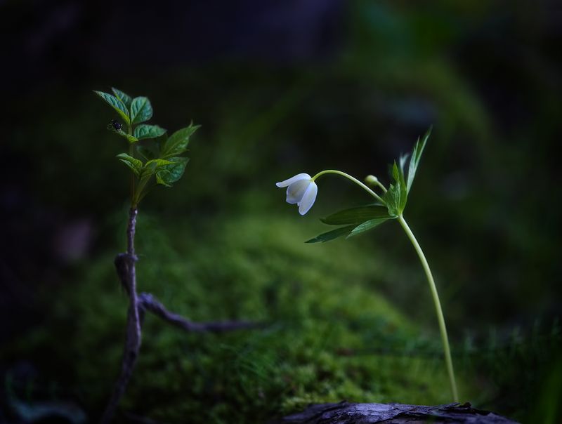 цветы, растения, весна в тёмном весеннем лесу.. фото превью