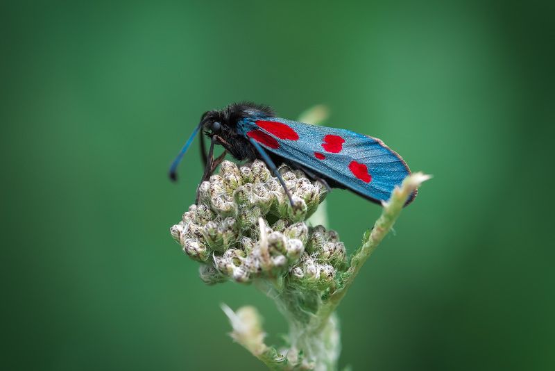 В красивом платьицеphoto preview