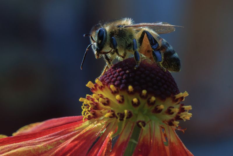 пчела цветок медонос нектар насекомое Вкусный цветокphoto preview