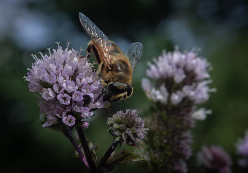 с мятным ароматомphoto preview