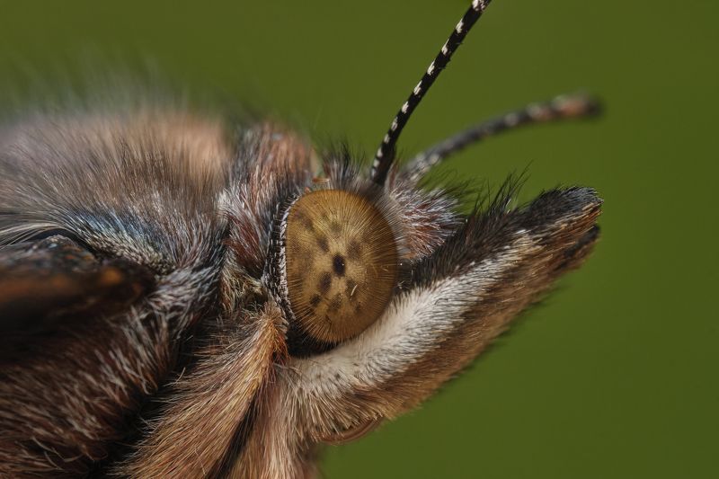 Admiral photo preview