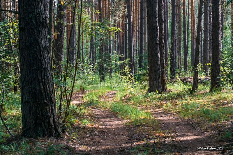 сосны, сосновый бор, лес, ритмы леса, мещёра, рязанская область. Ритмы соснового бораphoto preview