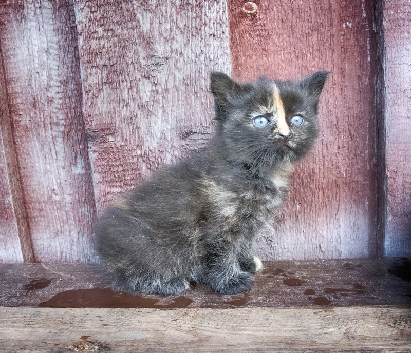 Котенокphoto preview