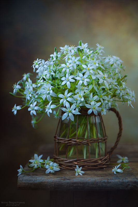 Букет птицемлечника фото превью