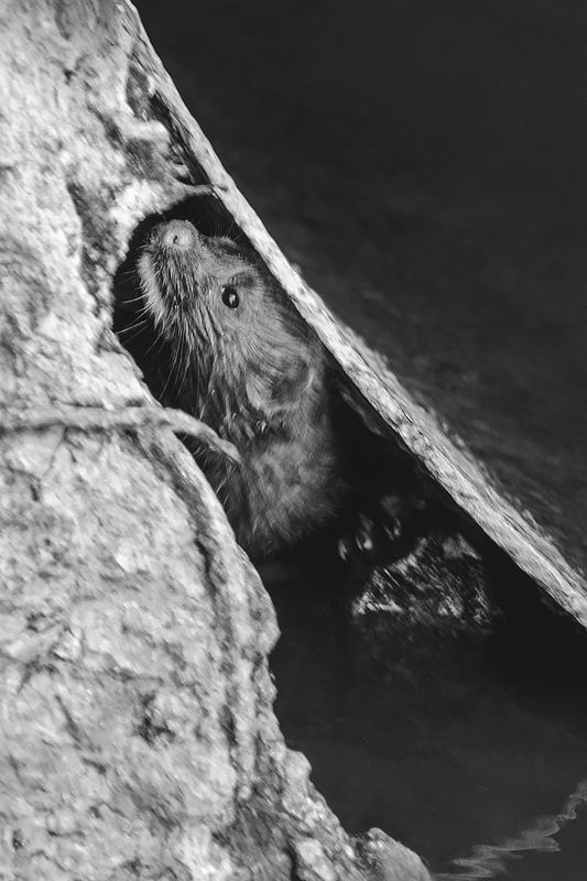 американская норка Insidephoto preview