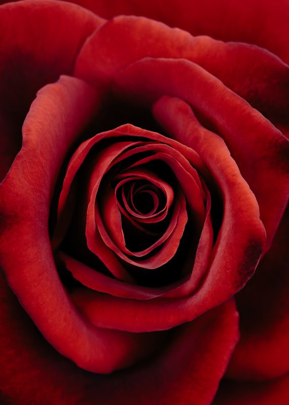 роза, красный, цветок, rose, red, flower more redphoto preview