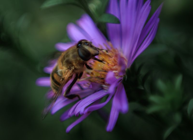 предосенний нектарphoto preview