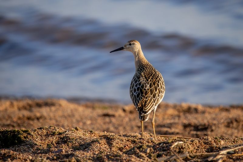 природа России, птицы России, кулики, турухтан, бердвотчинг Красавец турухтанphoto preview