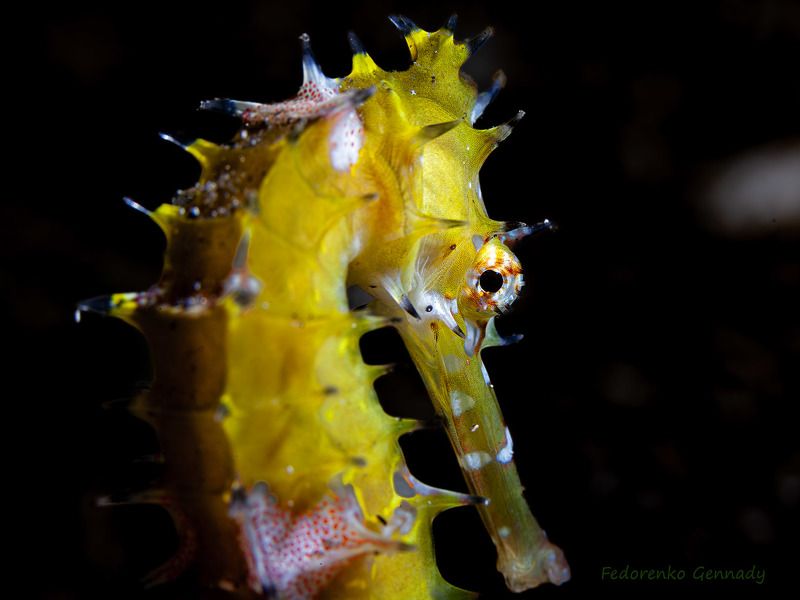 Конь. Комодо. Муддайв.photo preview