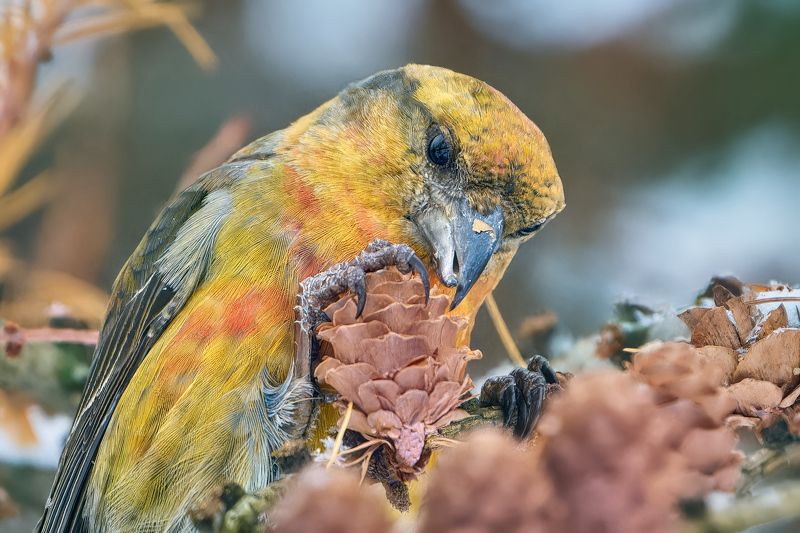 клёст-еловик,клёст,red crossbill,common crosbill,loxia curvirostra, Клесты-еловики фото превью