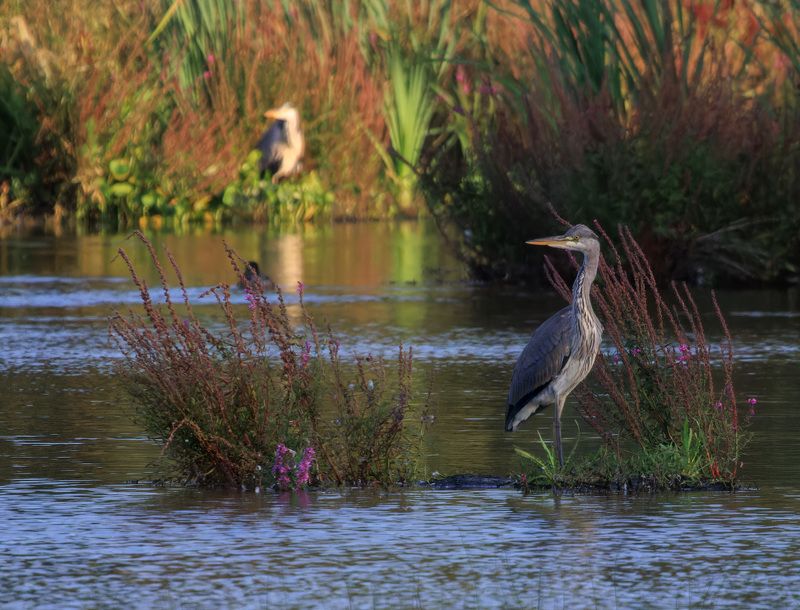 озеро с цаплямиphoto preview