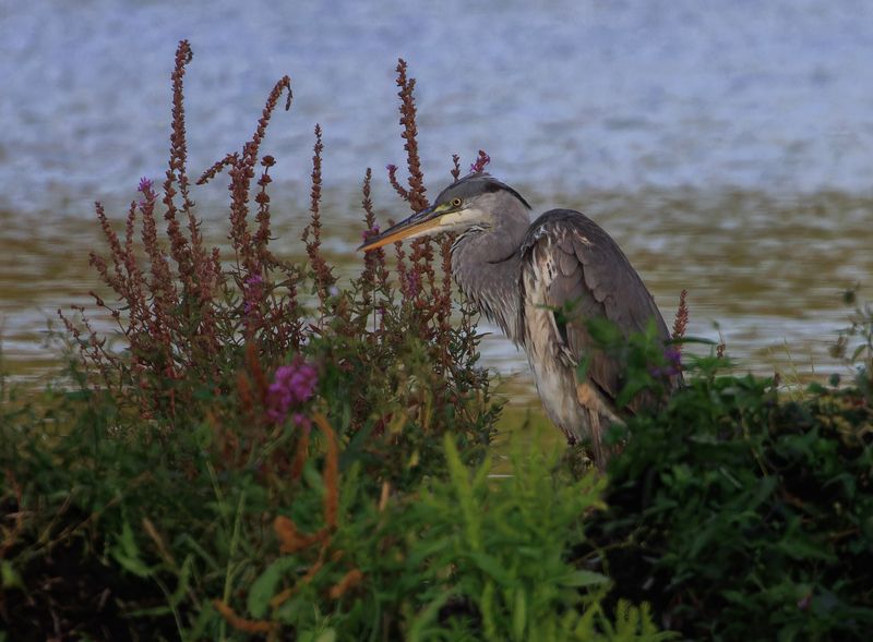 цапля, озеро, вечер, заросли цапля перед сномphoto preview