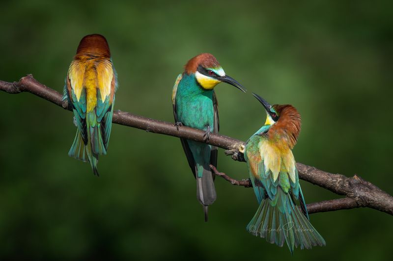 bee-eater Мои любимые щуркиphoto preview