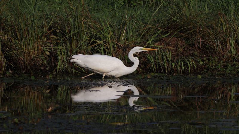 большая белая цапля, цапля, ardea alba, great egret Охотницаphoto preview