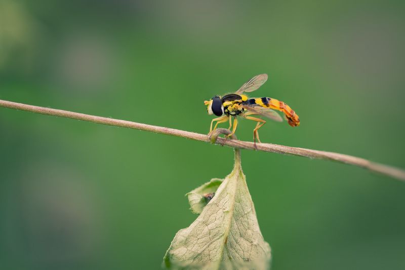 А осень так близко...photo preview