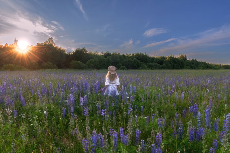 В люпинах на закатеphoto preview