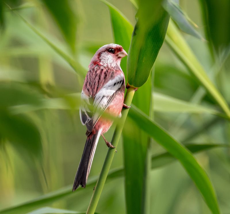 птица, урагус, самец, Урагус. фото превью