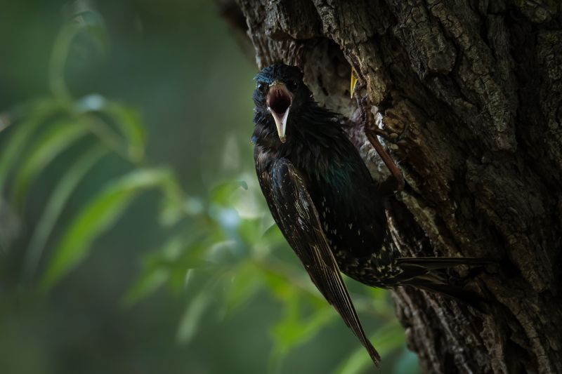 скворец, дупло, Sturnus vulgaris Недовольствоphoto preview