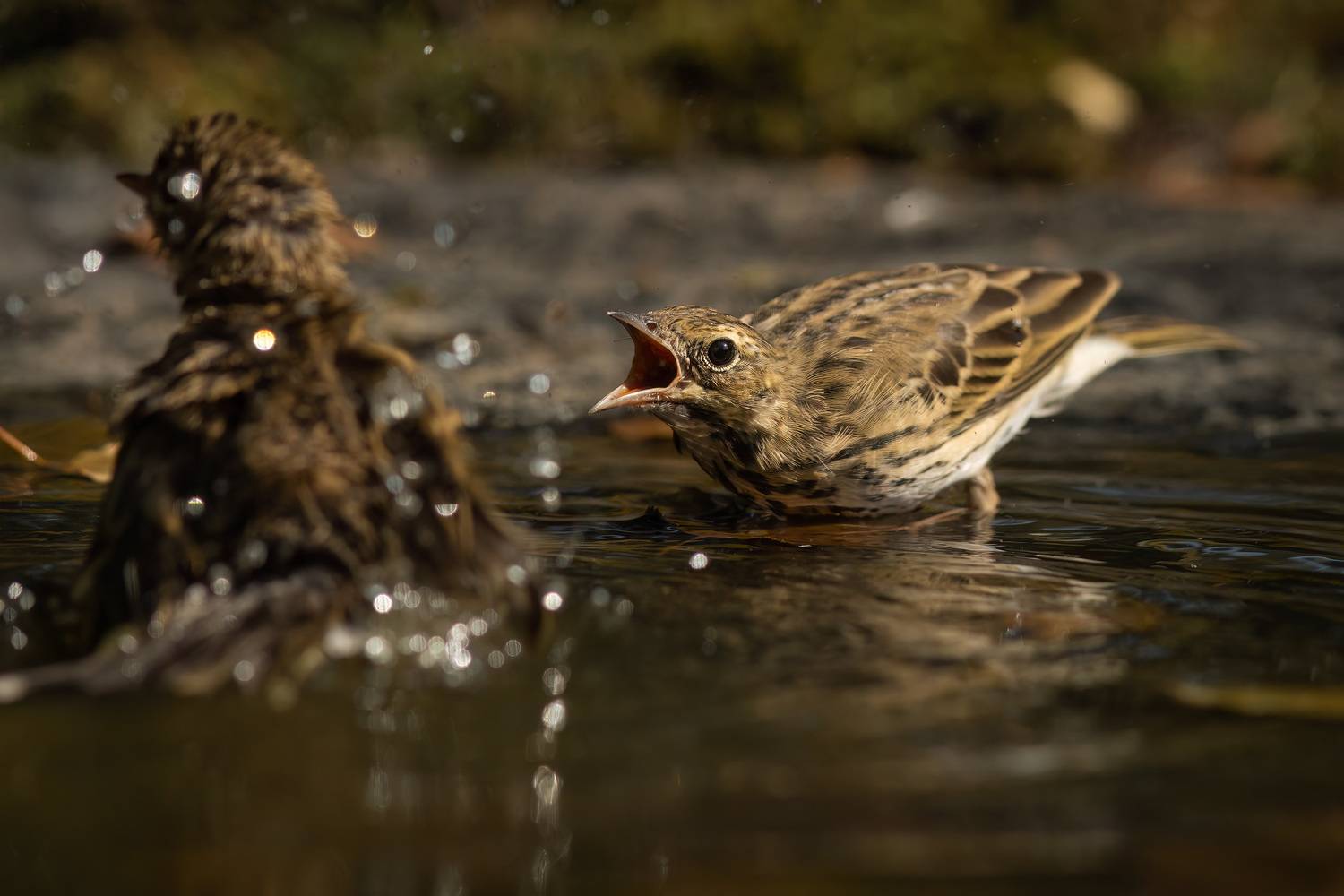 Конфликт. Автор: Денис Пронин , Денис Пронин
