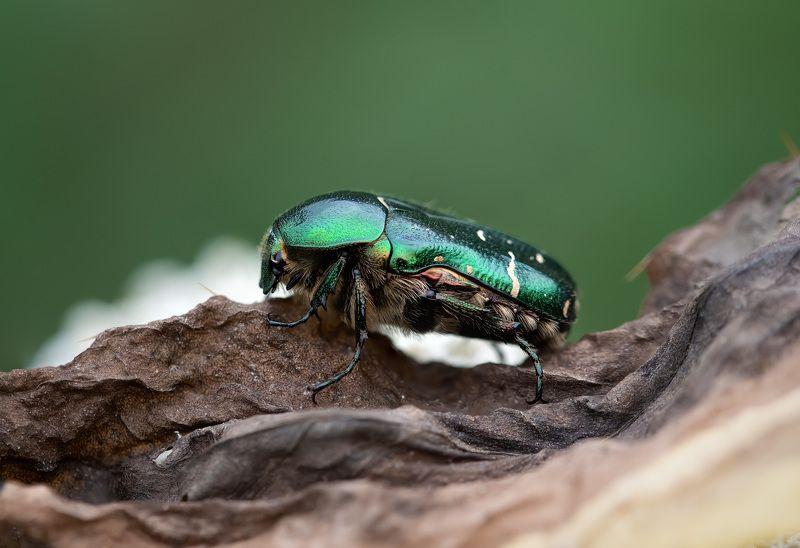 Поел, теперь можно и поспатьphoto preview