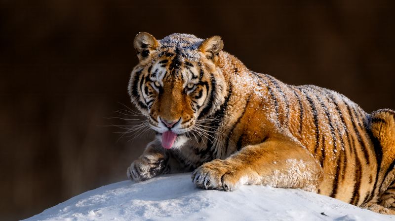 Я мороза не боюсьphoto preview