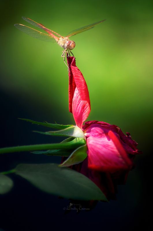 стрекоза роза цветы лето август природа макро Стрекоза, лето красное пропела... фото превью