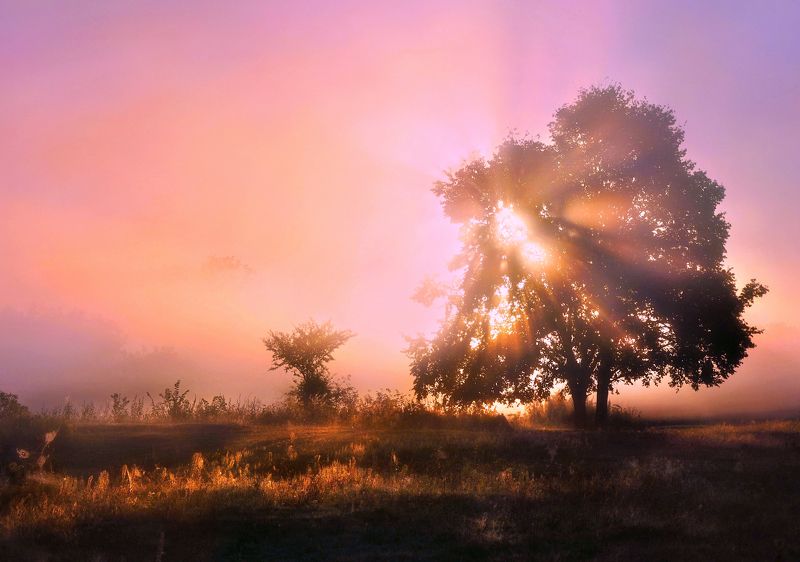 пейзаж, август, луга, рассвет, nature За гранью пробужденияphoto preview