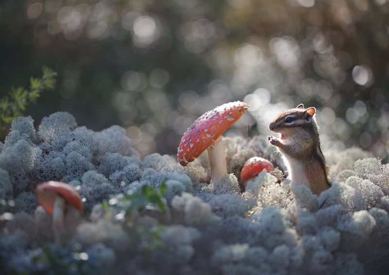 нерюнгри, бурундук, якутия, дикие_животные, женялевина, евгениялевина, животныеякутии, бурундукиибелкилевиной, мухомор Кто знает...можно ли есть эти красивые грибочки??? фото превью