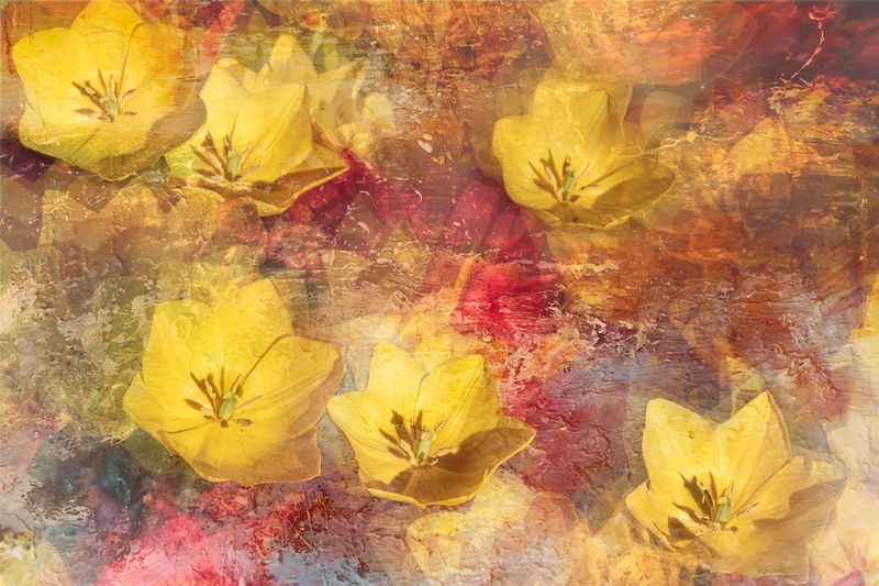 close-up Весенние тюльпаны фото превью