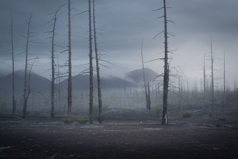 Мертвый лесphoto preview