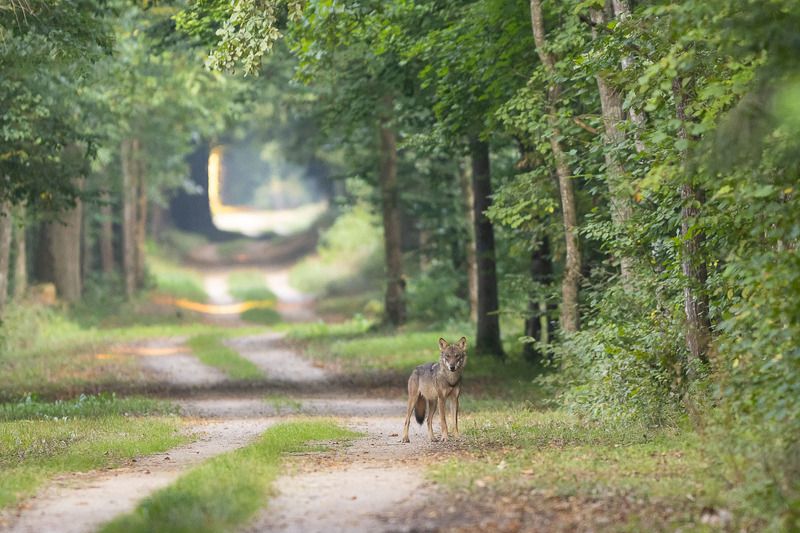 wilk,ssaki,zwierząta,las,droga,natura Wilkphoto preview