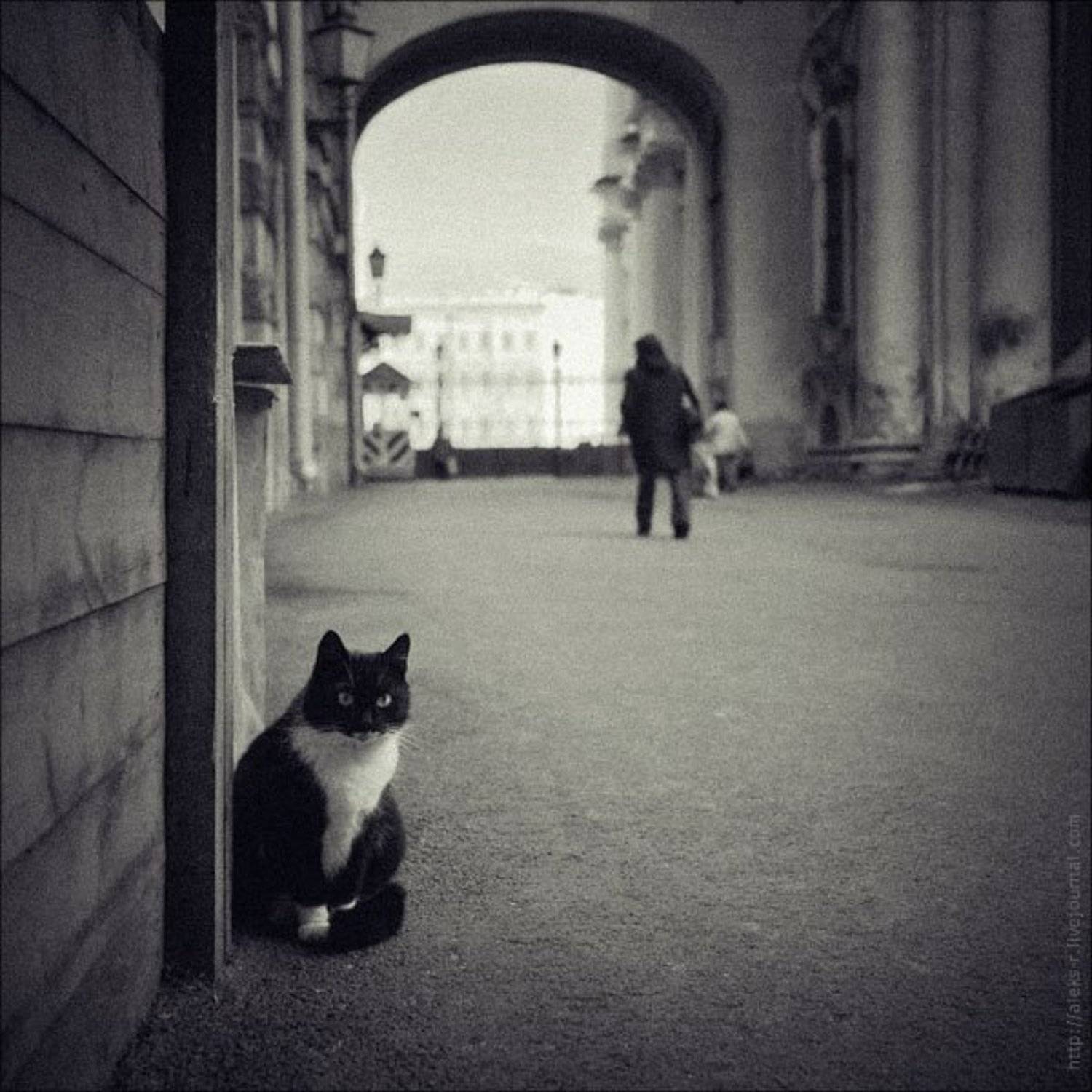 Котейко.. Автор: Александр Рогачёв питер,осень,эрмитаж,кошки, Александр Рогачёв