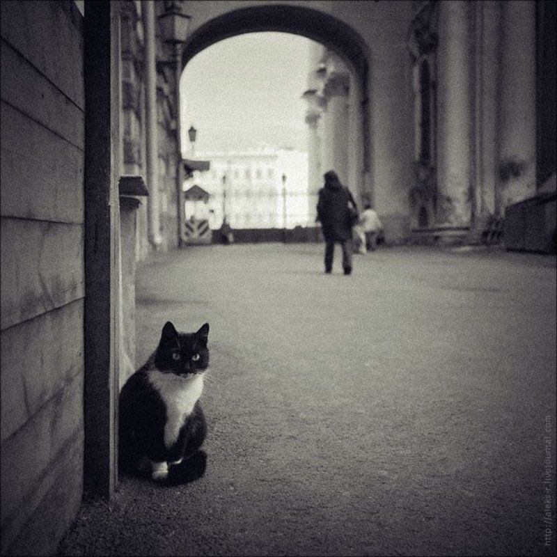 питер,осень,эрмитаж,кошки Котейко.photo preview