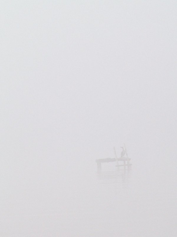 туман, баклан ничертаневиднофотография фото превью