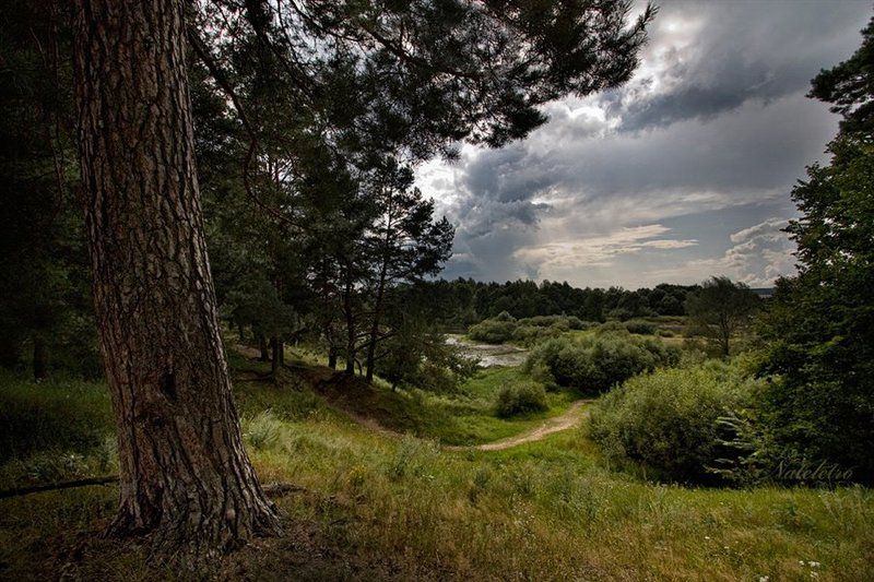 лес Лесное... В предверии грозы...photo preview