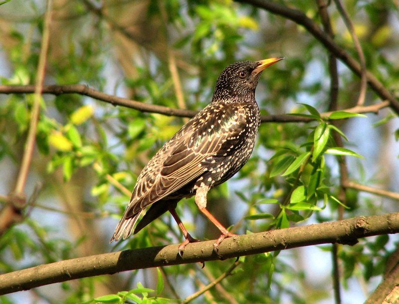 птица, скворец, весна Франт...photo preview