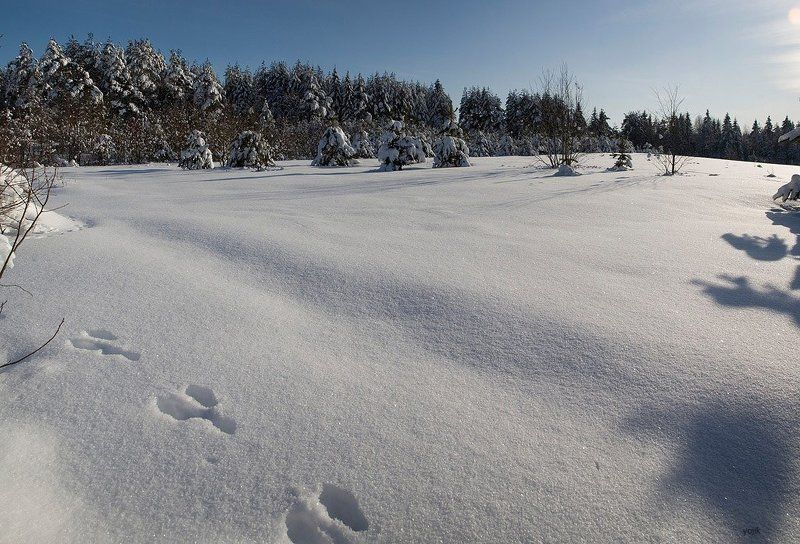 зимняя, сказка О зайцах...photo preview