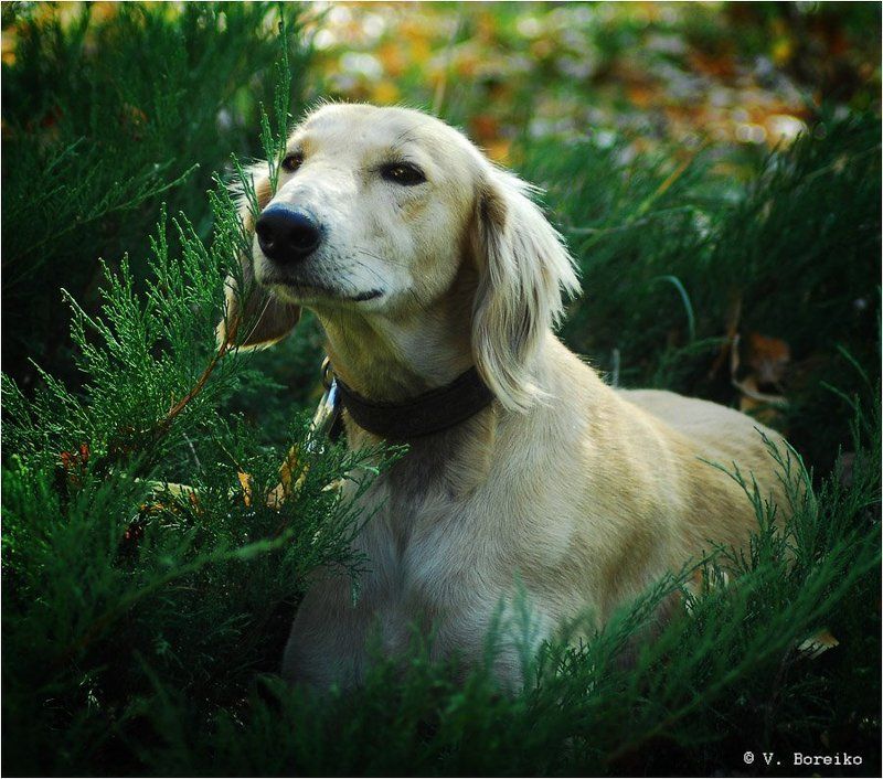 Стихотворное настроениеphoto preview