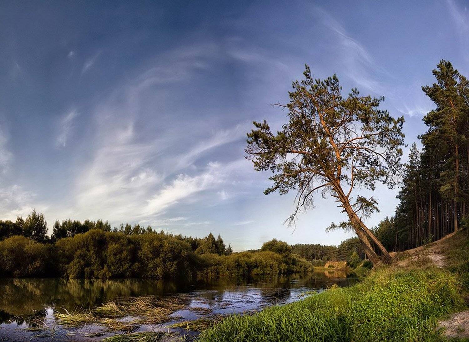 лес, река, дерево, небо, Nateletro