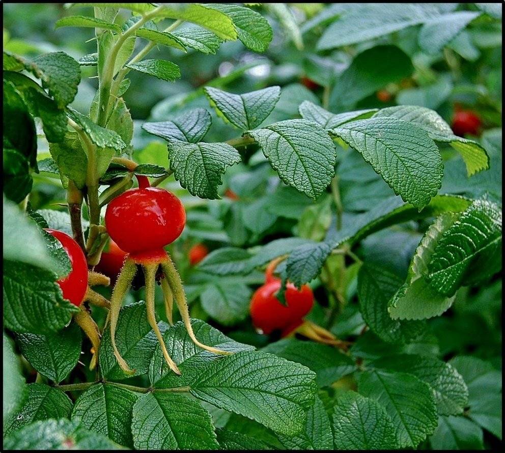 Просто так. Автор: Елена , Елена