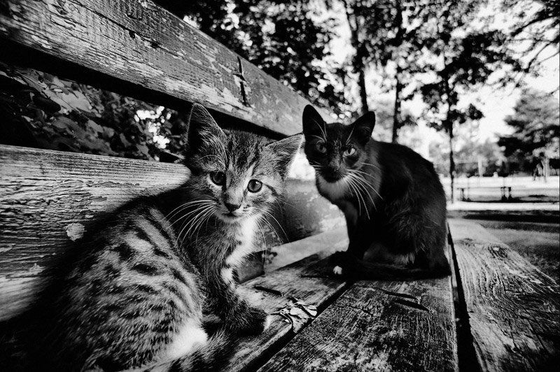 катафоты чужойphoto preview