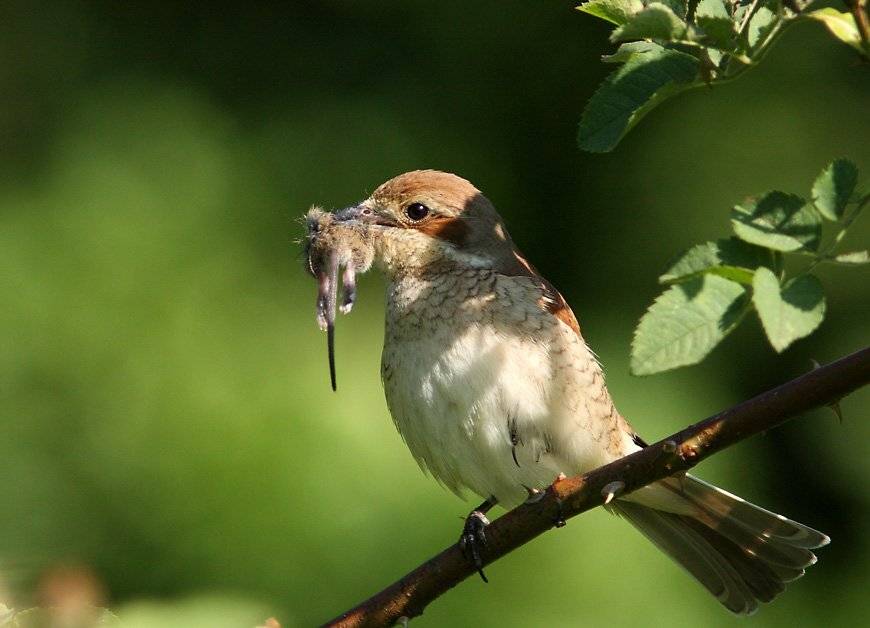 С мышом. Автор: Сергей Дорохин жулан,охотник,бандит, Сергей Дорохин