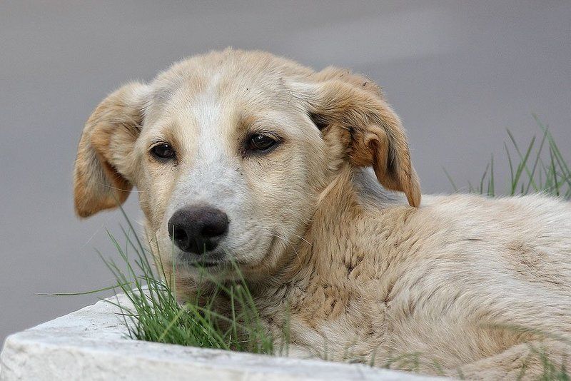 собака, улыбка, грусть, клумба, бездомный Улыбка с грустными глазами фото превью