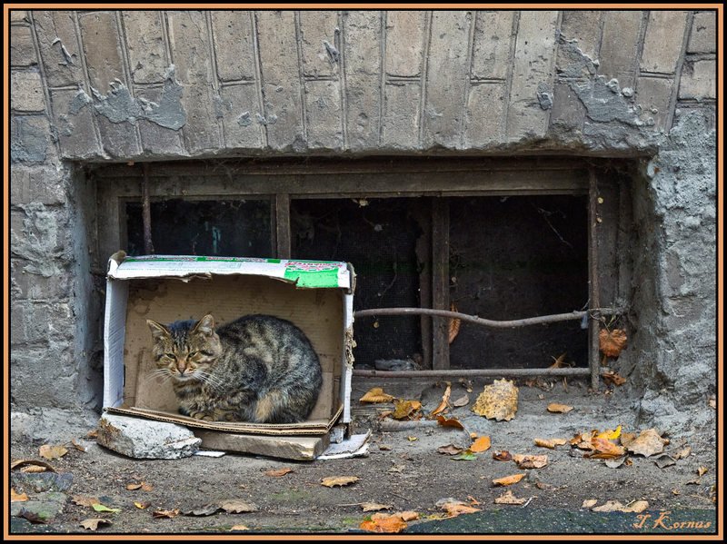 осень,кот,бомж,холодно,беспризорник Осеньphoto preview